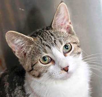 Photo of Hickory