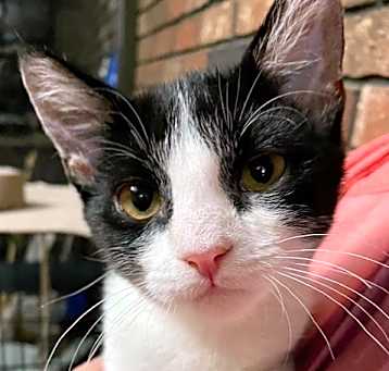 Photo of Sylvester Kitten