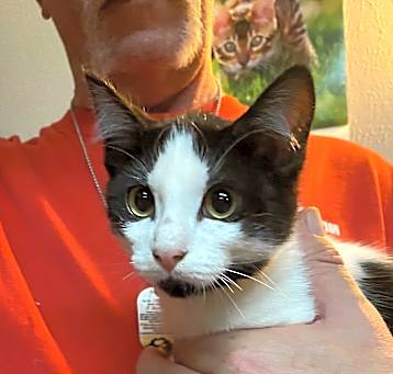 Photo of Misty