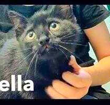 Photo of Stella