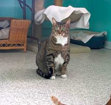 Photo of Desi
