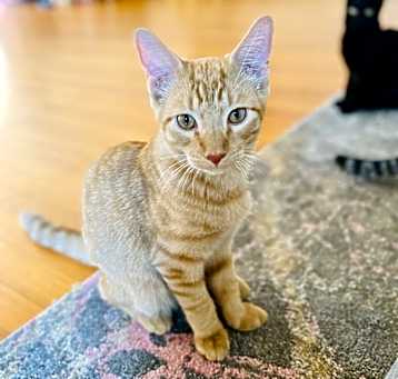Photo of Caramel