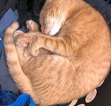 Photo of Amber