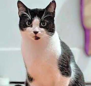 Photo of Penny