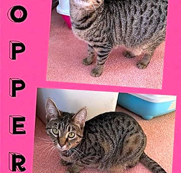 Photo of Popper