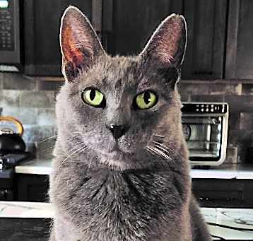 Photo of Viola