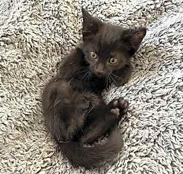 Photo of October Black Bombay-Look - Adopt As Pair
