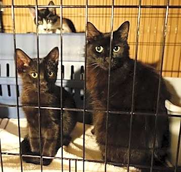 Photo of Sweet Bella! Really Nice! Look At Her Kittens!