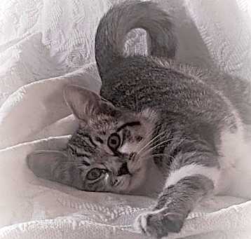 Photo of TAFFY & RINGO ARE A GOOD PAIR