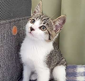 Photo of RINGO KNOWS HE IS A STAR!