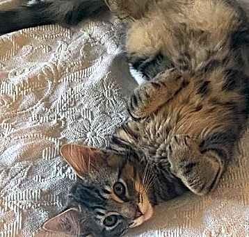 Photo of BEATLE - Long Hair Marble Bengal Tabby-Look