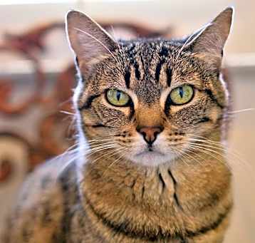 Photo of Ava - Bengal Tabby