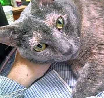 Photo of Angel - GiGi's Daughter