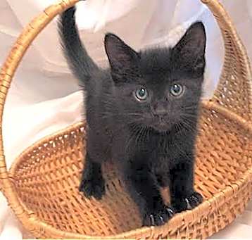 Photo of Shadow- I Can Be A Friend To Your Young Cat!