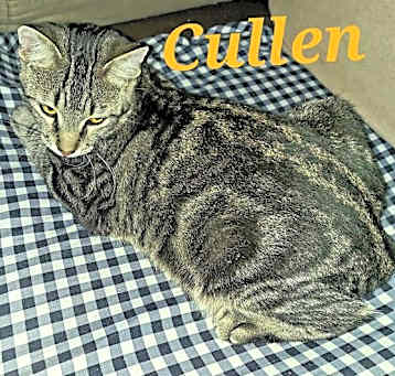 Photo of Cullen