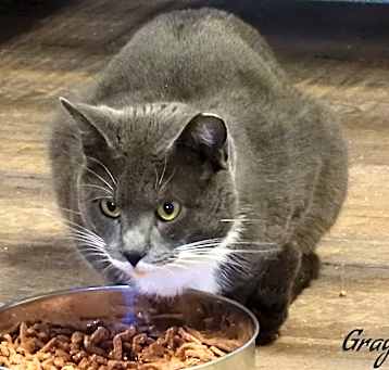 Photo of Graystone