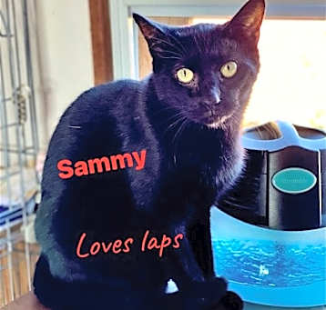 Photo of Sammy