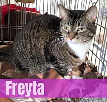 Photo of Freyta