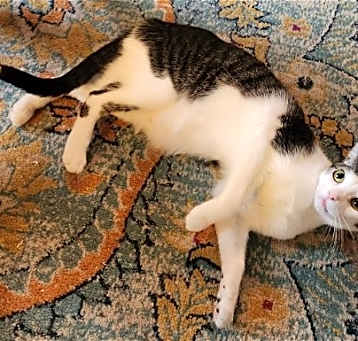 Photo of Dandy