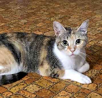 Photo of Circe