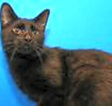 Photo of Suki
