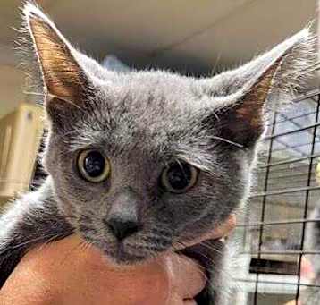 Photo of Cinder
