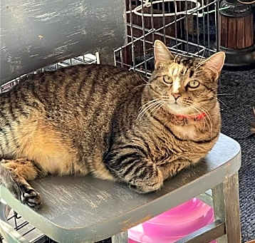 Photo of Tabitha