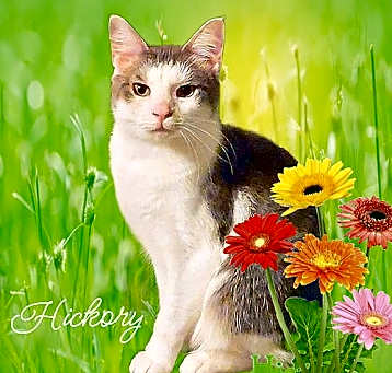 Photo of Hickory