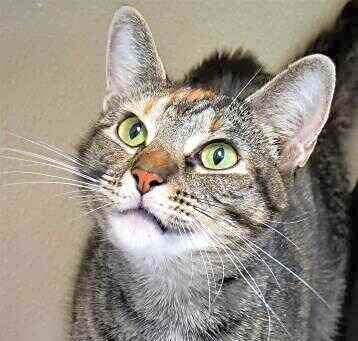 Photo of Guinevere