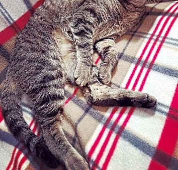 Photo of SAMANTHA-born 2019