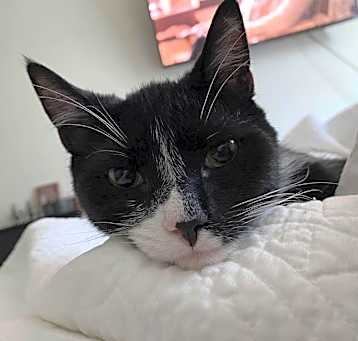 Photo of Gomez