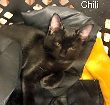 Photo of Chile