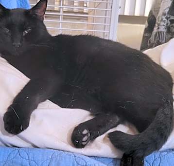 Photo of Dexter