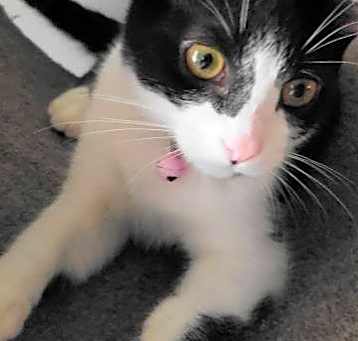 Photo of A-Tinker Bell