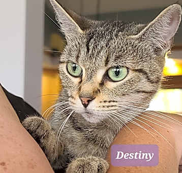 Photo of Destiny