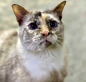 Photo of Purrcilla