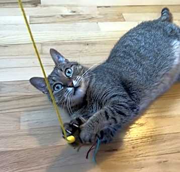Photo of Linus
