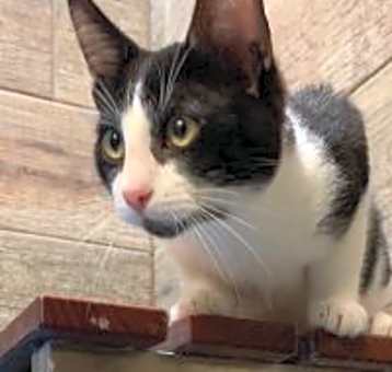 Photo of Neville