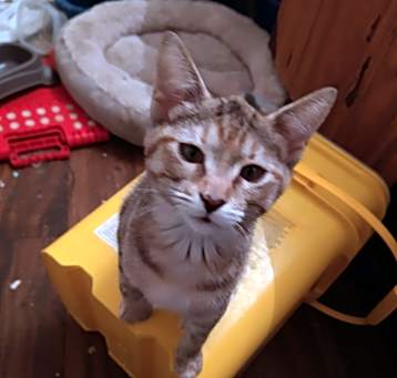 Photo of Scamper