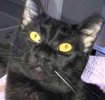 Photo of Cola
