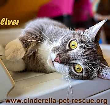 Photo of Oliverio