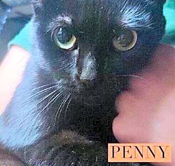Photo of Penny
