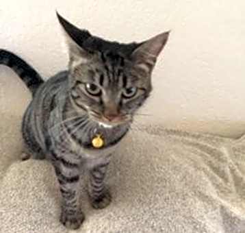 Photo of Daphne