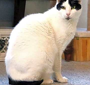 Photo of Bosik