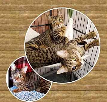 Photo of Jaime, Kelsey, (Tory adopted)