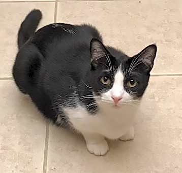Photo of Sylvester