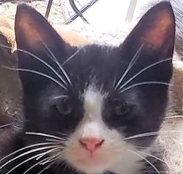 Photo of Felix