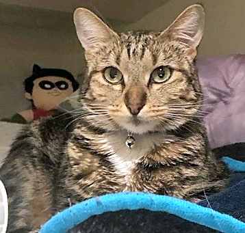Photo of Sherlock