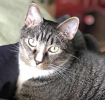Photo of Dexter