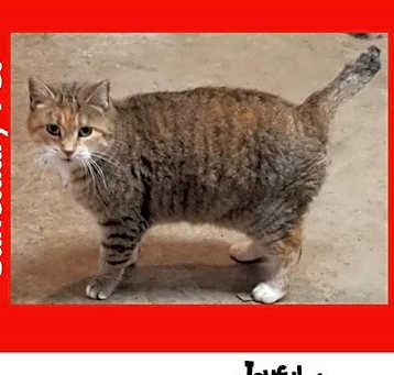 Photo of Bobbie Tail